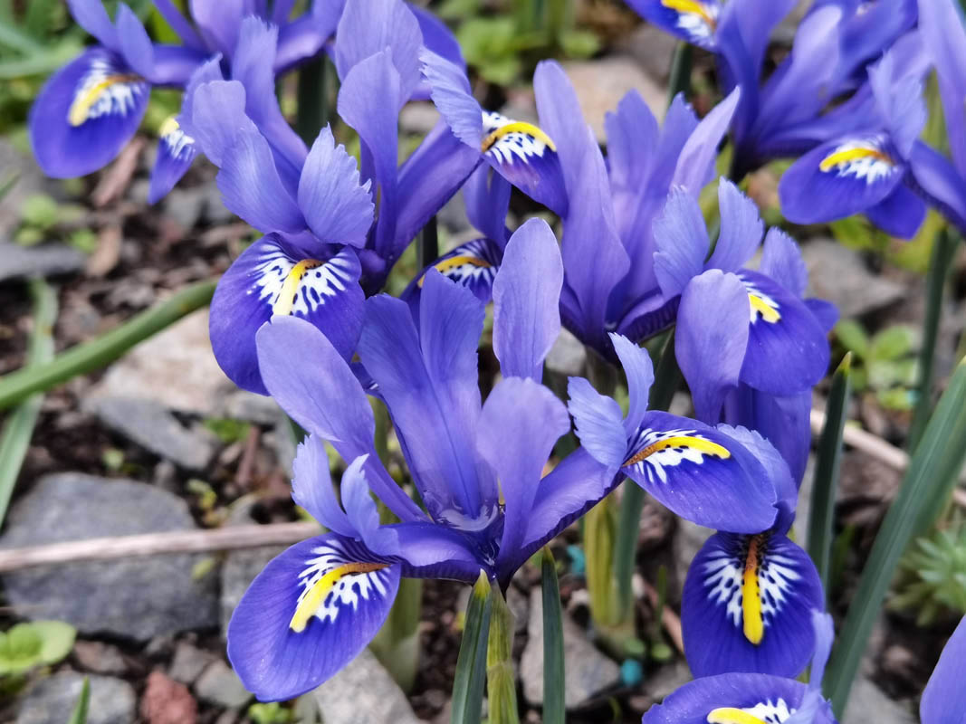 Iris reticulata photo